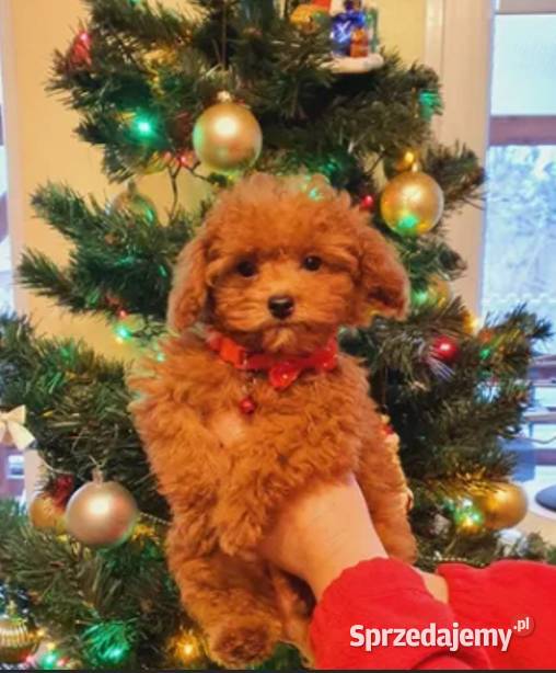 Pudel malutki pudelek Toy red ZHPRUCI Częstochowa