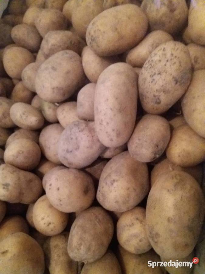 Ziemniaki Sędziszów Małopolski