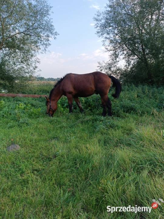 25 roczny ogier zimnokrwisty Zwierzęta