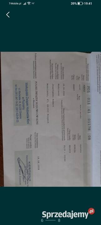 Ogier konik polski z licencją Sieroszowice