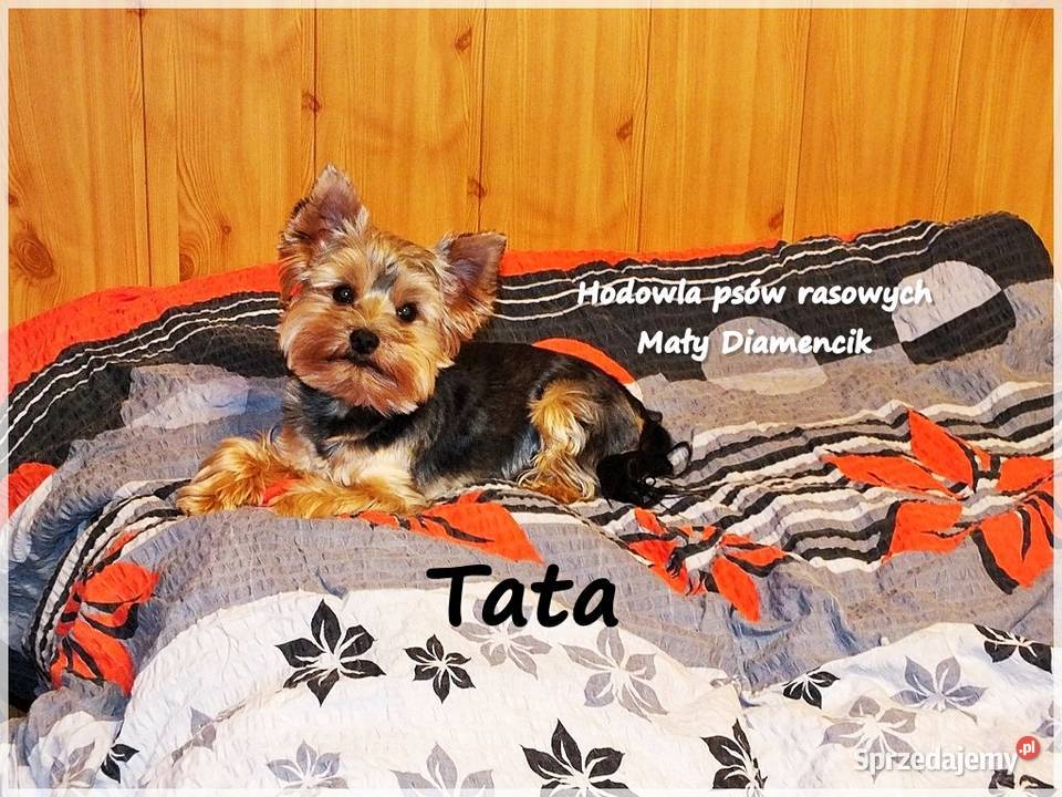 Yorkshire Terrier Malutki Mini XS Piesek NIKO z lubuskie Żary