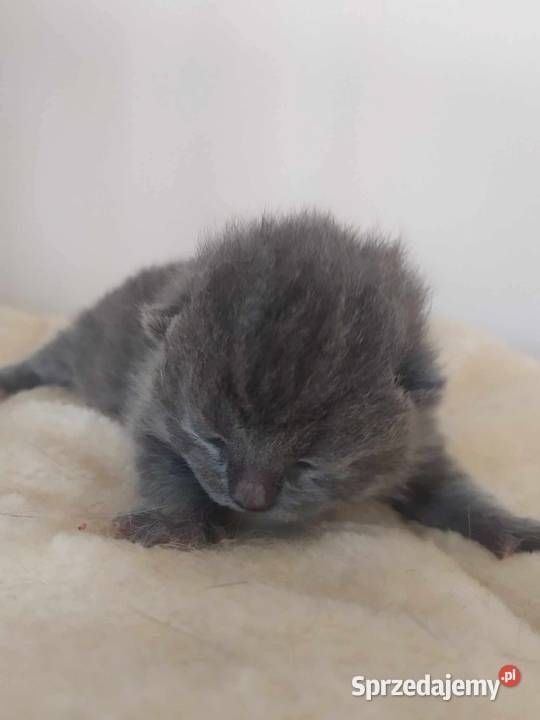 do rezerwacji kotka brytyjskiego Pasłęk