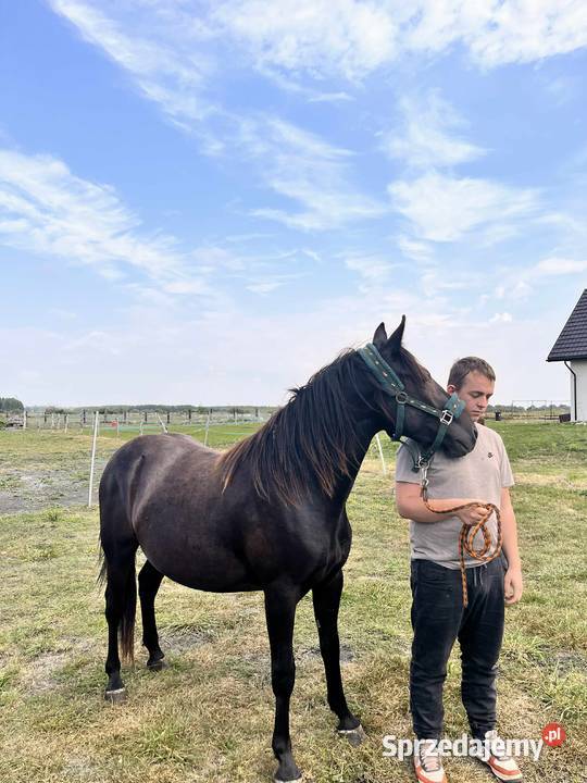 Wałach Grand HaflingerMałopolak