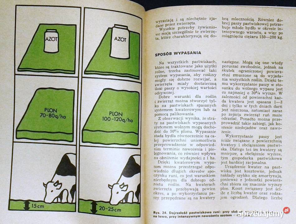 Kwaterowe użytkowanie pastwiska Zygmunt Chełm