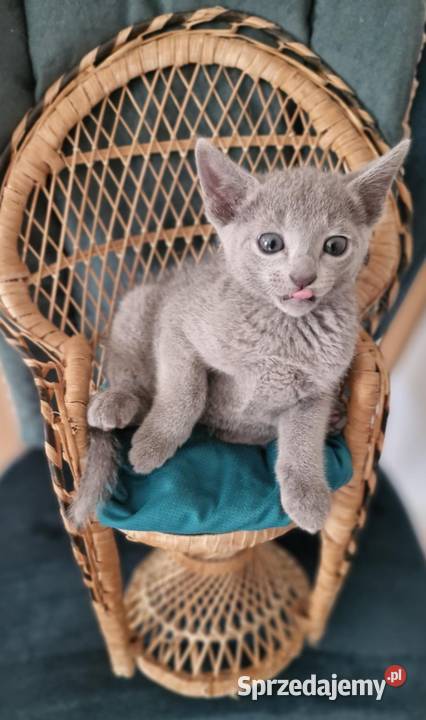 Kot rosyjski niebieski Kraków