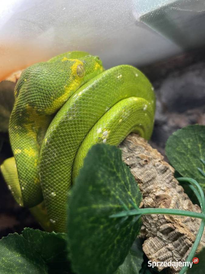 Morelia viridis pyton zielony