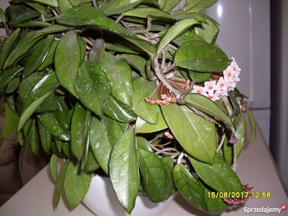 Kwiat Hoja woskownica kwitnąca Poznań