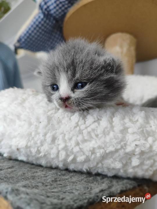 Kot brytyjski szkocki śląskie Częstochowa sprzedam