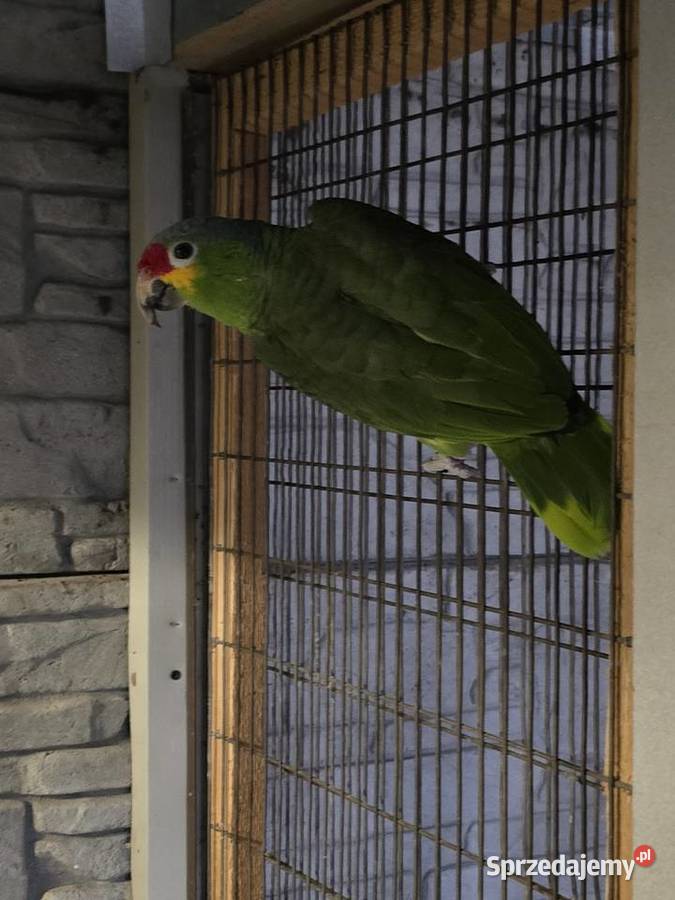 Amazonka żułtolica samiec Pturek