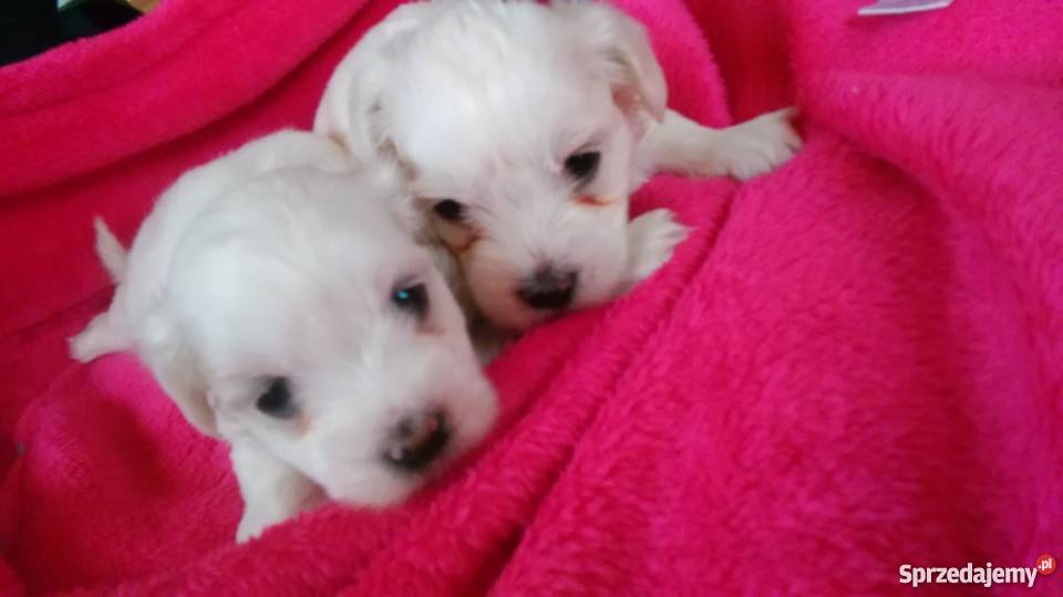 Sprzedam maltanczyki