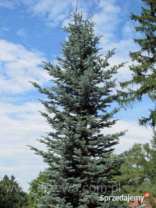 Jodła arizońska Abies lasiocarpa wys 3050 donica sprzedam
