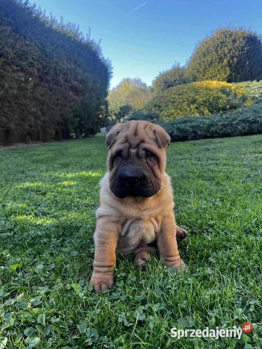 Shar Pei z Rodowodem ZKwP FCI Polska Nowa Wieś sprzedam