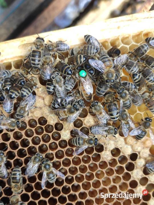 51 Buckfast Anatolica matki pszczele Pasieka Wolinia