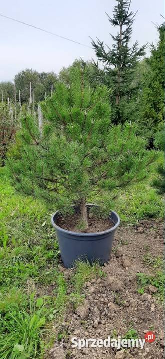Sosna Czarna 150250 w donicykopana z gruntu Olszana