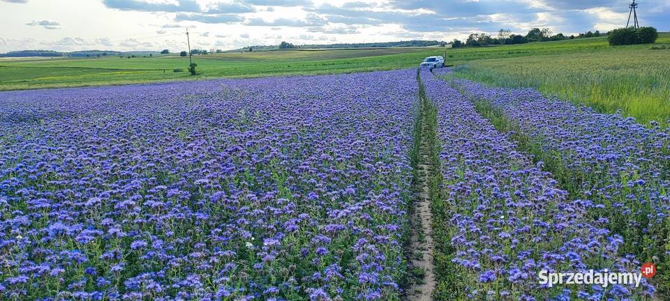 Facelia 2025 nasiona poplon miododajna sprzedam