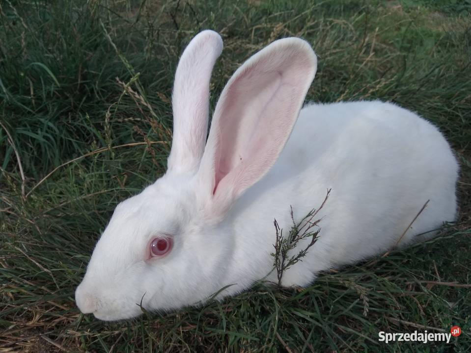 Króliki Termondzkie Golina