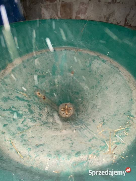 Rozsiewasz nawozu PRONAR Rozsiewacze nawozów opolskie Chwiły sprzedam