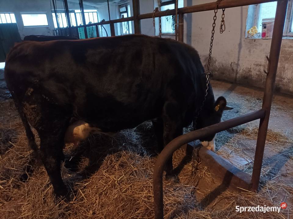 Likwidacja stada krów jałowek Zduny