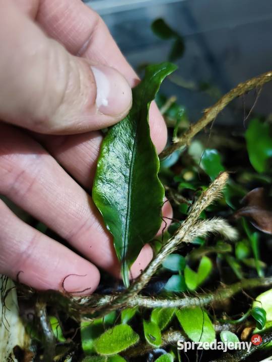 Rośliny do terrarium MarcgraviaSolanum sprzedam