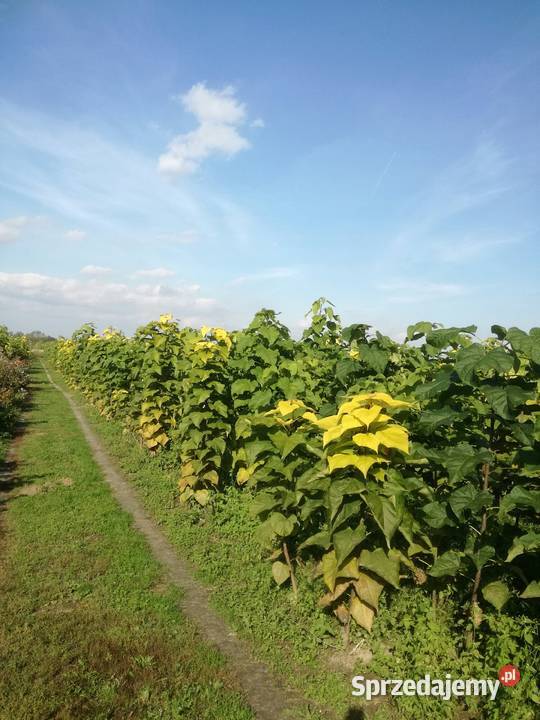 katalpa podkładka do szczepień catalpa surmia
