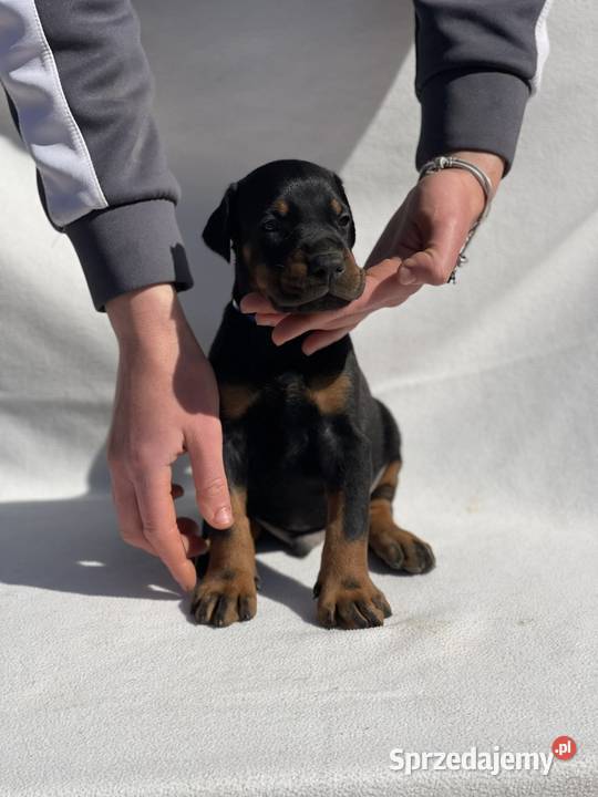 Doberman Piękne Szczenięta