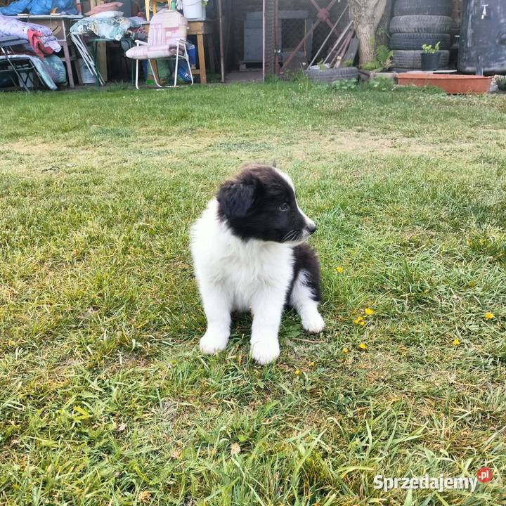 Border collie FCI dwie suczki Brzeg
