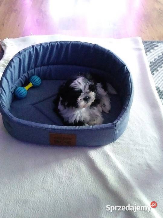 shih tzu szczeniak 8 tyg Poznań