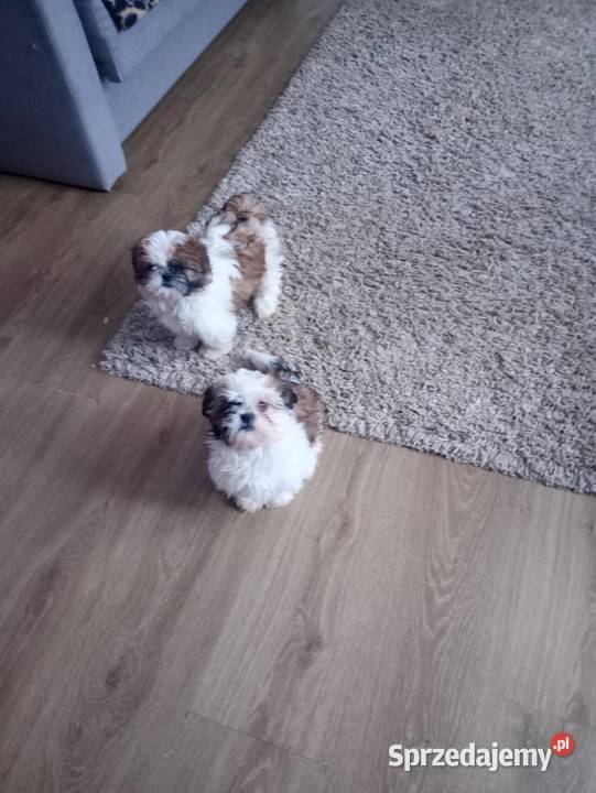 Shih Tzu suczki Rzeszów