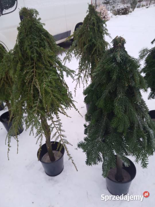 Choinka stroik na pniu Łódź sprzedam