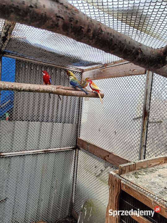Sprzedam papugi Rozella różne odmiany sprzedam