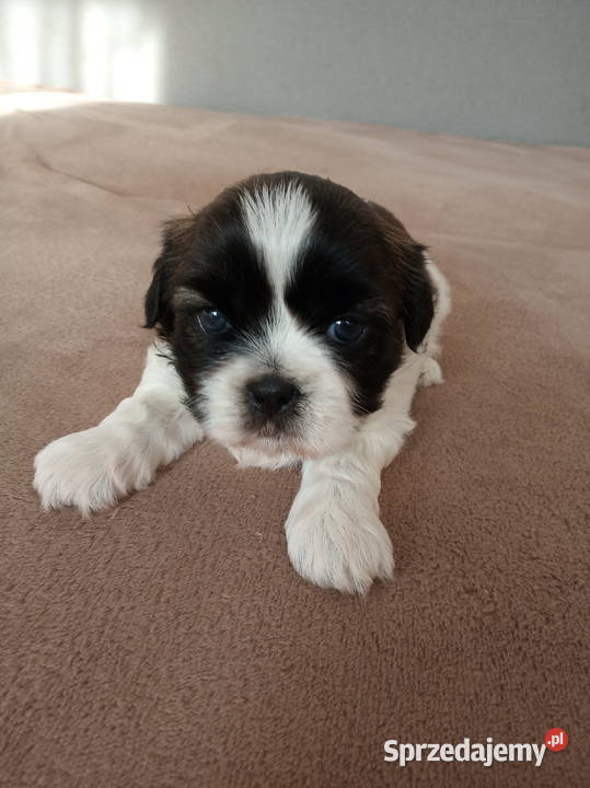 Sprzedam pieski shihtzu sprzedam