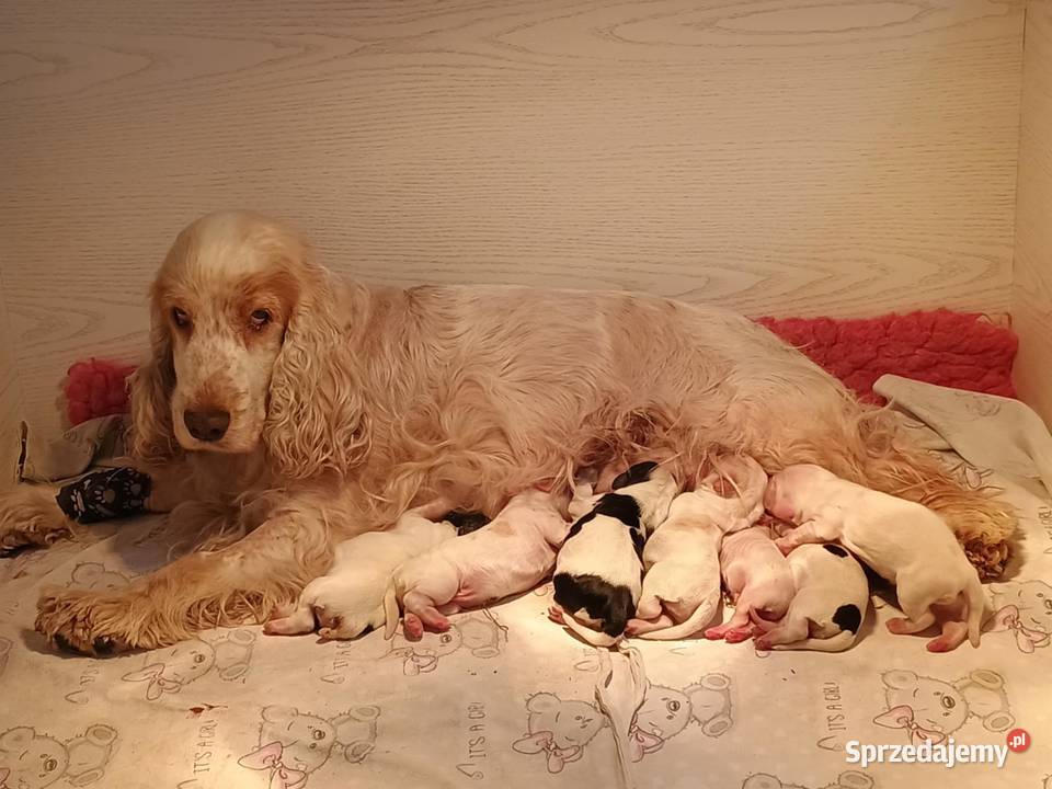 Cocker Spaniel AngielskiPiesek o Imieniu Nowy Sącz