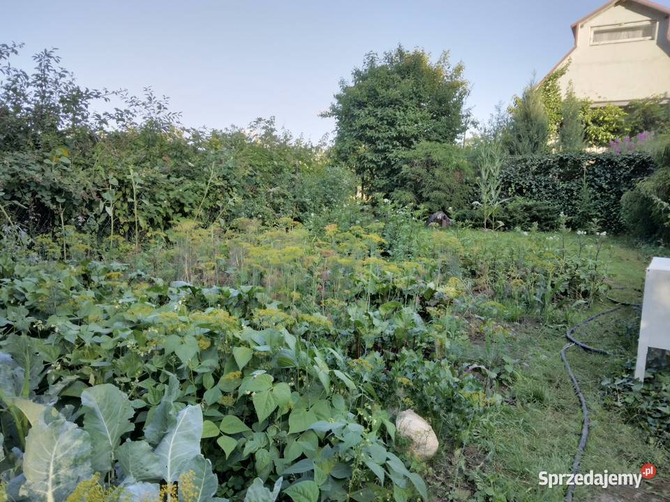 Działka ROD Gdynia Mały Kack Ogród działkowy sprzedam