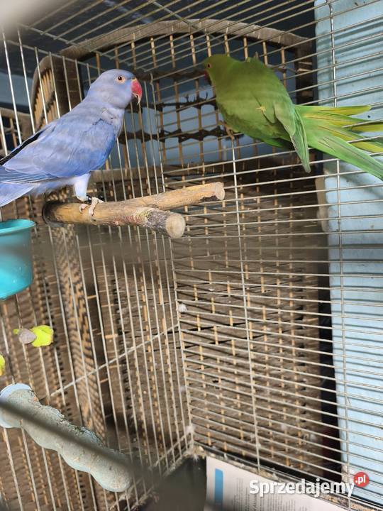 Aleksandretty Obrożne Poznań