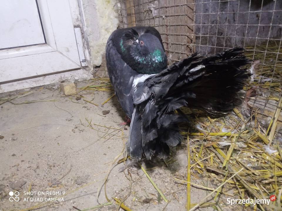 Pawiki czarne na białych ogonach siwe lubelskie Zamość