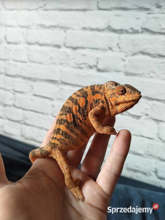 Kameleon lamparci ambilobe jaszczurka madagaskar Zwierzęta śląskie Częstochowa