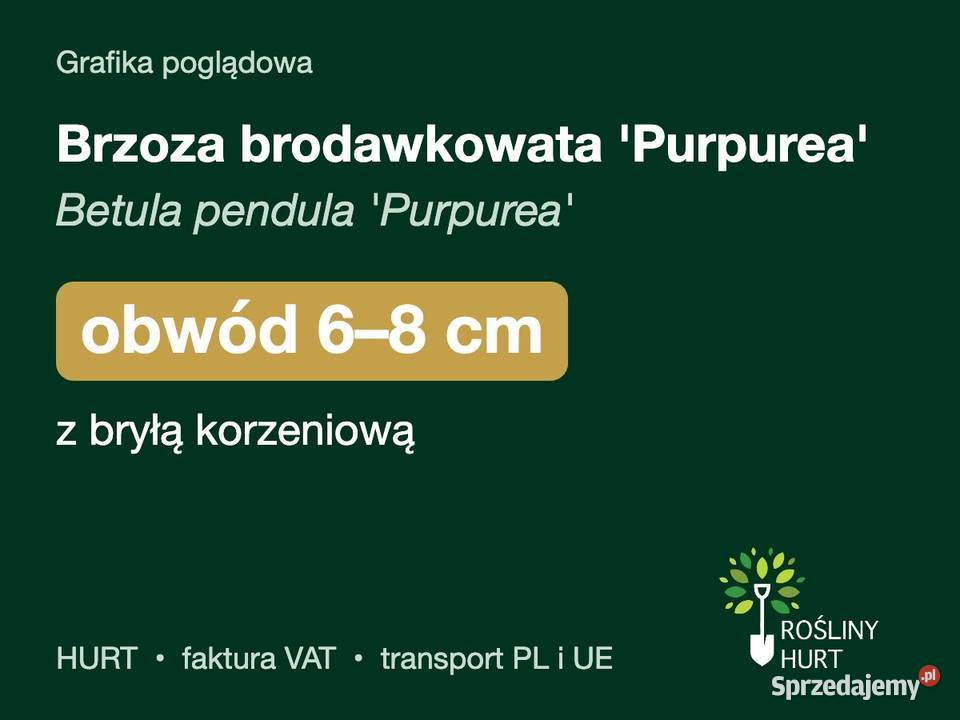 Brzoza brodawkowata Purpurea obwód 68 z bryłą