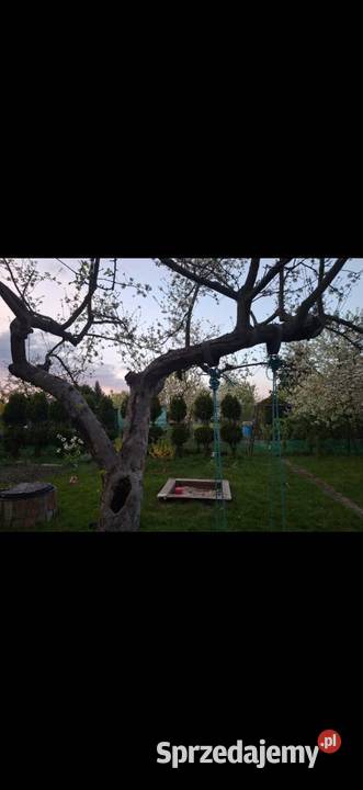 Działka rekreacyjna ROD Oleśnica