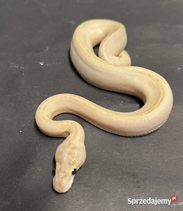 Pyton Regius IVORY Bydgoszcz