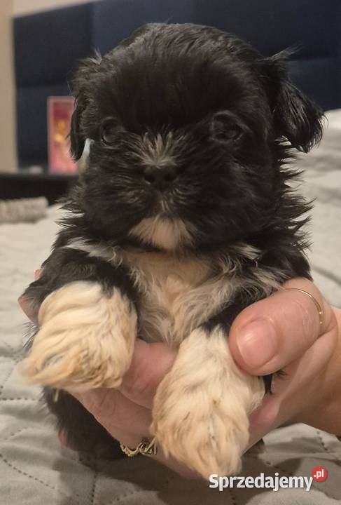 Piesek Shih tzu warmińsko-mazurskie Dymnik sprzedam