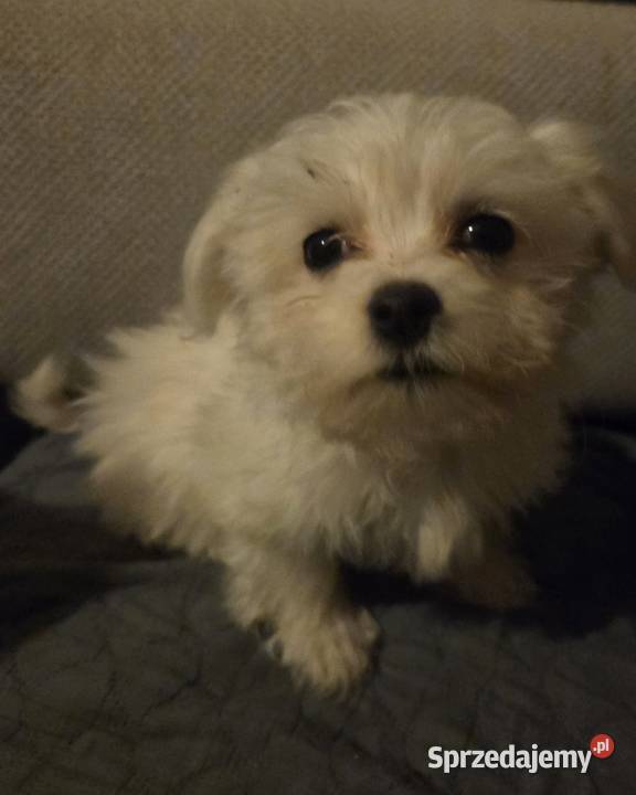 Piesek maltańczyk sprzedam