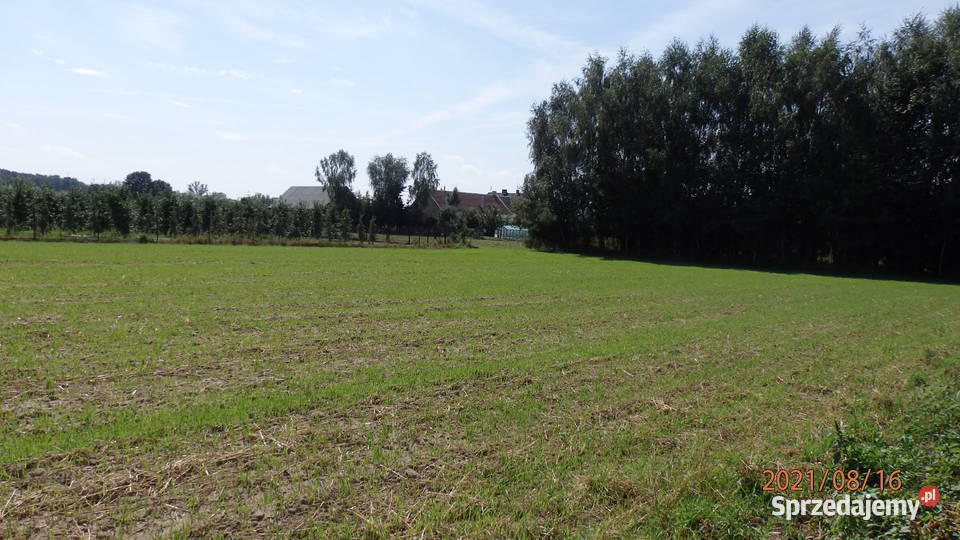 Sprzedam działkę budowlano inwestycyjna siatka Głogówko Królewskie