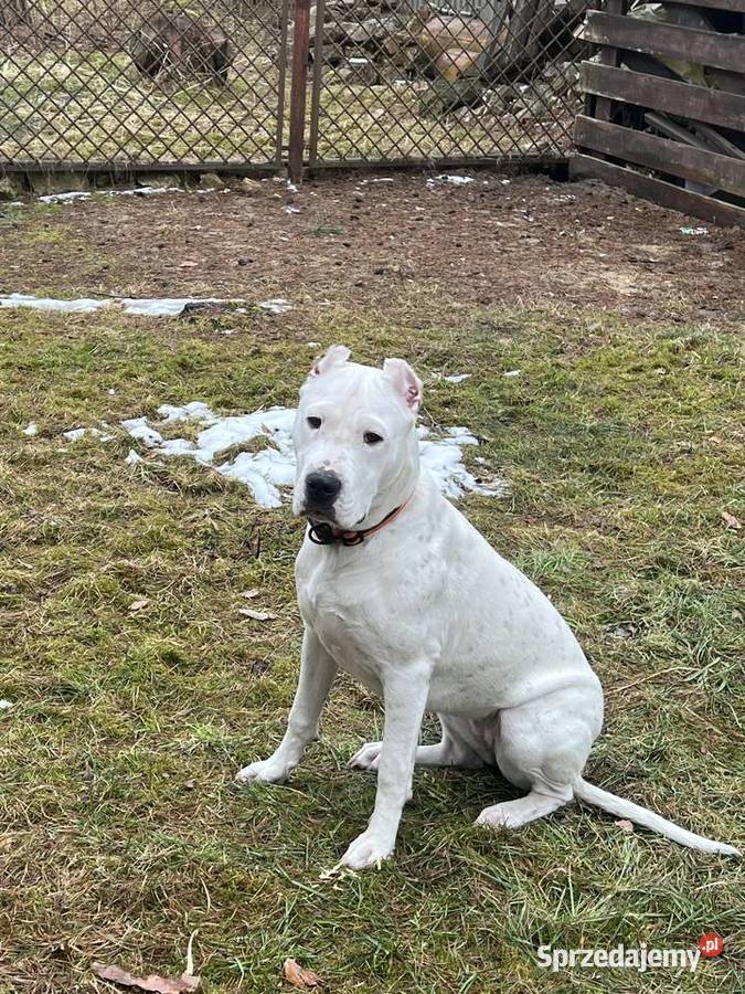 Młody Dog Argentyński Pozostałe Żarki-Letnisko