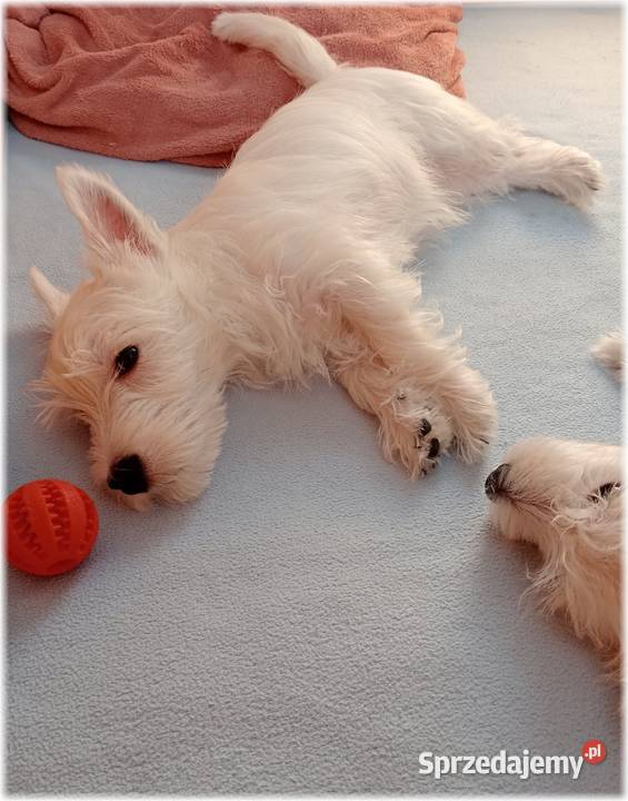 West Highland White Terrier ZKwP FCI sprzedam