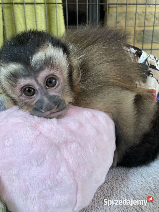 Małkpa kapucynka czubata Kołobrzeg