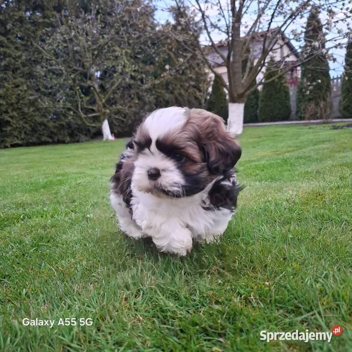 Szczeniak Shih Tzu Piesek Baszyny sprzedam