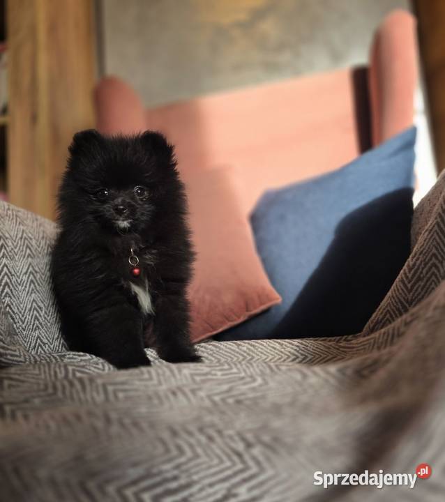 Szpic miniaturowy xxs miniaturowy piesek