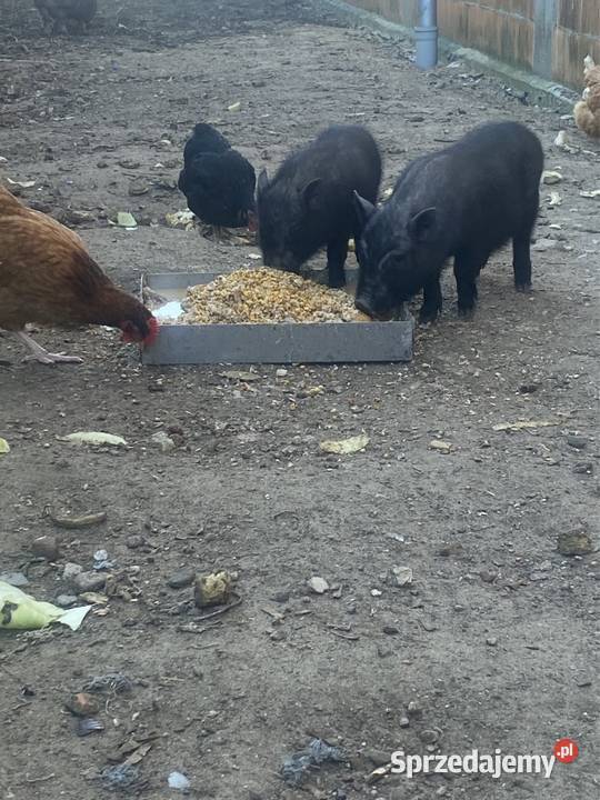 Świnki Wietnamskie półroczne knurki BEZ wielkopolskie Środa Wielkopolska sprzedam