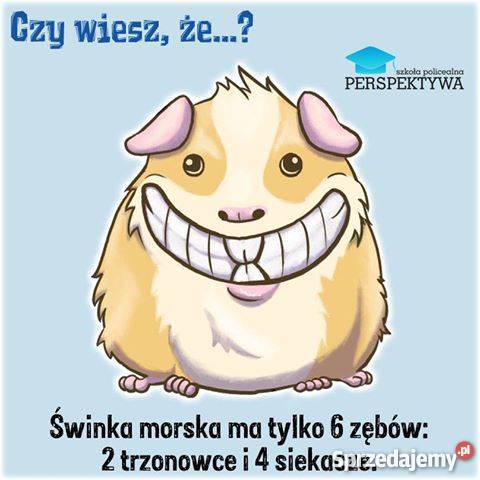 Technik weterynarii z Perspektywą lubelskie Zamość