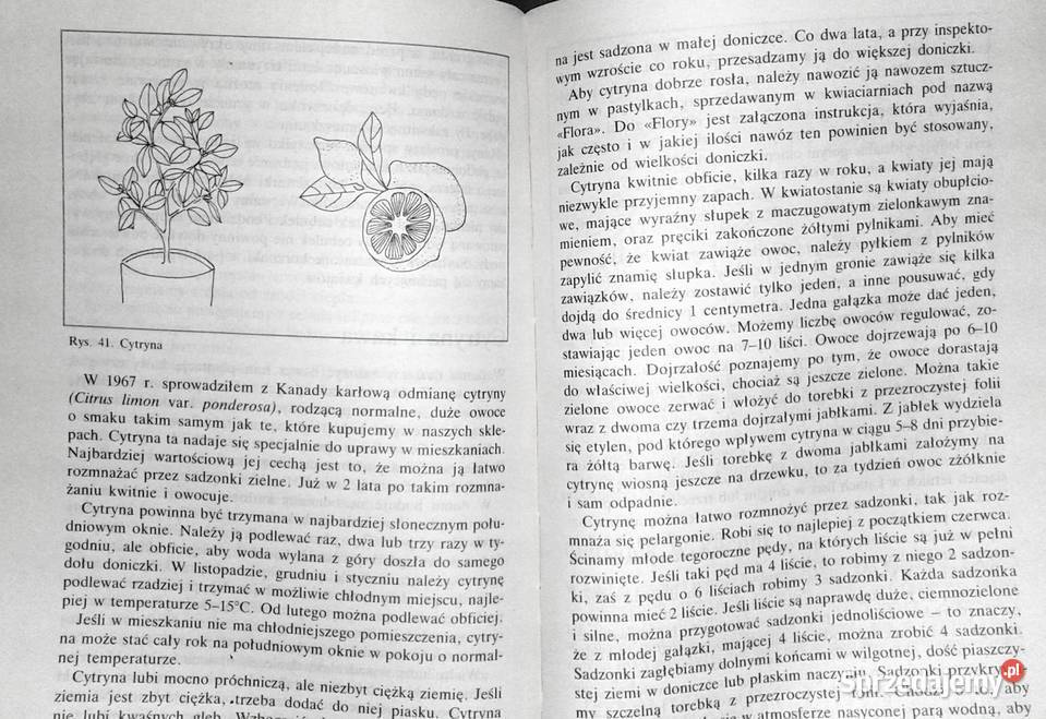 Nastolatki hodują rośliny i zwierzęta Mirosław Chełm